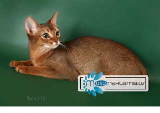 Aбиссинские котята от питомника 'Exclusive ABY'